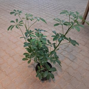 WhatsApp-Image-2024-07-02-at-10.03.40.jpeg Schefflera Actinophylla (Umbrella Tree) 19cm Pot