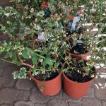 Blueberry Biloxi 22cm Pot
