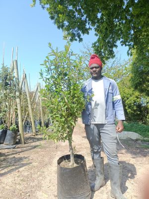 Kiggelaria Africana 40lt
