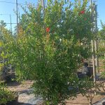 WhatsApp-Image-2024-11-06-at-08.50.27-1.jpeg Pomegranate Wonderful Tree 100lt