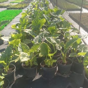 WhatsApp-Image-2025-01-11-at-08.49.26.jpeg Alocasia Dwarf Calidora 26cm Pot