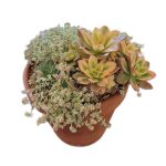 Succulent Terracotta Pot 21cm