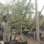 Syzygium Guineense 125lt