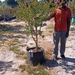 WhatsApp-Image-2025-03-26-at-08.27.09.jpeg Lagerstroemia Indica Pink 70lt