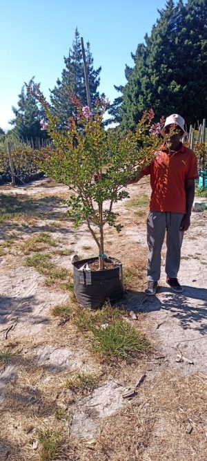 WhatsApp-Image-2025-03-26-at-08.27.09.jpeg Lagerstroemia Indica Pink 70lt