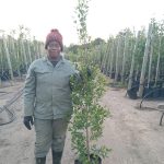 WhatsApp-Image-2025-03-28-at-07.07.53-1.jpeg Syzygium Paniculatum 20lt (Eugenia)