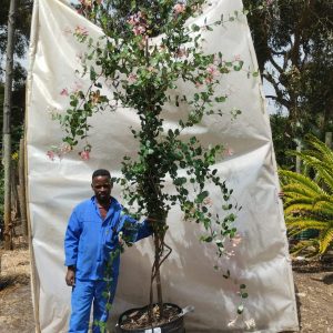 WhatsApp-Image-2025-04-01-at-08.16.35.jpeg Lonicera Heckrotti 'Pink Lemonade' 70lt