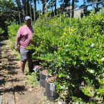 Carissa Macrocarpa 70lt