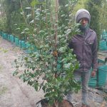 Camellia Japonica 'Little Pink' 70lt
