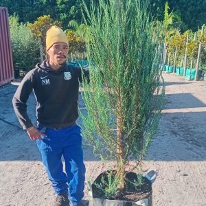 WhatsApp-Image-2025-04-01-at-09.04.19.jpeg Juniperus Scopulorum 'Skyrocket' 70lt