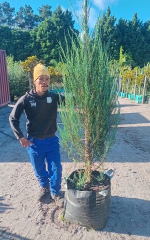 Juniperus Scopulorum 'Skyrocket' 70lt