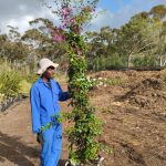 Bougainvillea Triple Mix 70lt