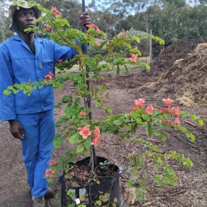 WhatsApp-Image-2025-04-01-at-09.56.21.jpeg Bauhinia Galpinii 70lt