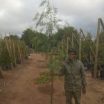 Schinus Molle (False Pepper) Tree 20lt