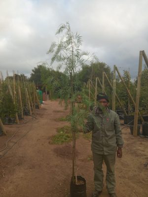 Schinus Molle (False Pepper) Tree 20lt