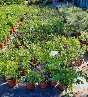 Blue Potato Bush 17cm Pot