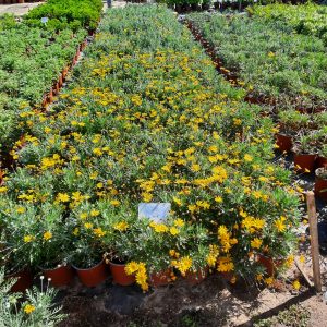 WhatsApp-Image-2025-04-24-at-15.42.55-2.jpeg Euryops Pectinatus 17cm (Golden Daisy Bush)