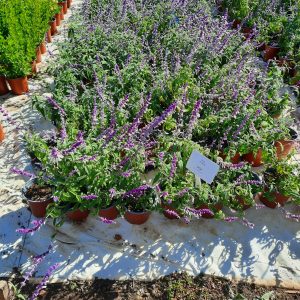 WhatsApp-Image-2025-04-24-at-15.42.57.jpeg Salvia Leucantha (Purple) 17cm Pot