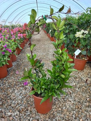 Hoya Pink 22cm Pot