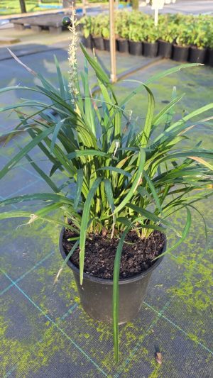 Liriope Muscari 'Evergreen Giant' 20cm Pot