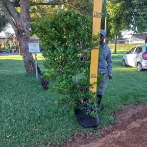 WhatsApp-Image-2025-06-09-at-14.24.16_f6aaef75.jpg Syzygium Paniculatum 50lt (Eugenia)