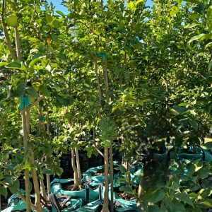 WhatsApp-Image-2025-06-13-at-08.57.30.jpeg Lisbon Lemon Tree 250lt