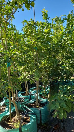 WhatsApp-Image-2025-06-13-at-08.57.30.jpeg Lisbon Lemon Tree 250lt