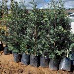 Cupressus Leylandii 20lt