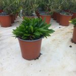 Shasta Daisy 17cm Pot