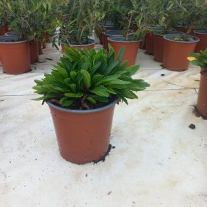 Shasta Daisy 17cm Pot