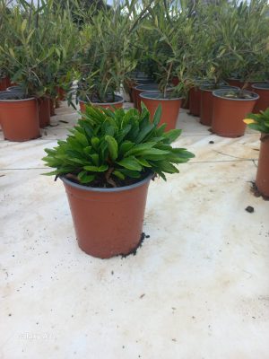 WhatsApp-Image-2025-08-05-at-10.33.59.jpeg Shasta Daisy 17cm Pot