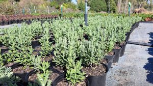 WhatsApp-Image-2025-08-11-at-11.57.23.jpeg French Lavender White 4lt