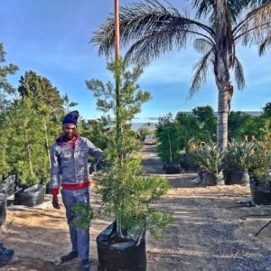 Afrocarpus Falcatus 125lt