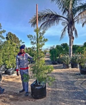 WhatsApp-Image-2025-08-18-at-11.49.43.jpeg Afrocarpus Falcatus 125lt