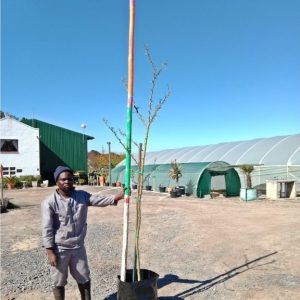 WhatsApp-Image-2025-10-08-at-08.44.25.jpeg Vachellia Xanthophloea 60lt
