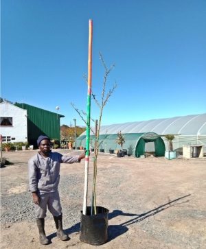 WhatsApp-Image-2025-10-08-at-08.44.25.jpeg Vachellia Xanthophloea 60lt