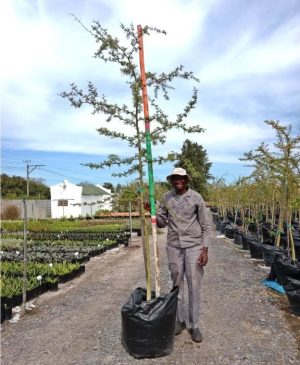 WhatsApp-Image-2025-10-08-at-08.44.37.jpeg Vachellia Xanthophloea 125lt