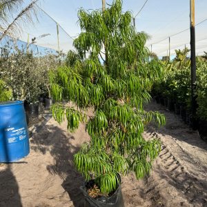 WhatsApp-Image-2025-11-07-at-12.33.56-scaled-1.jpeg Podocarpus Henkelii 50lt
