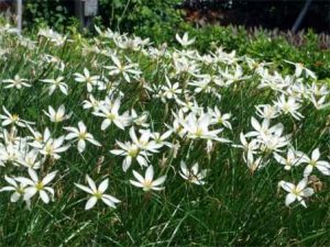 Zephyranthes (Rain Lily) 15cm Pot