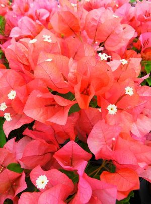 bougainvillea_sundown_orange.jpg Bougainvillea Sundown Orange 20lt