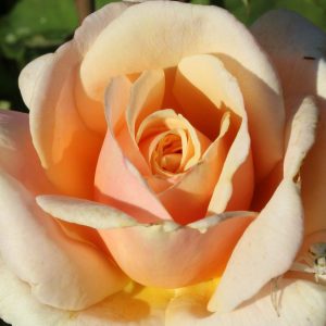 diamon-Jubilee-Rose-scaled-1.jpg Diamond Jubilee Rose 5lt
