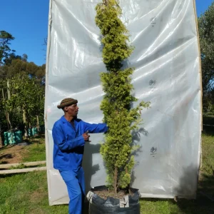 Cupressus sempervirens 'Swanes Gold' 125lt