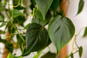 heartleaf-philodendron-guide-5181702-01-602a15ffea294d2eb174fa0ca26ead60.jpg Heart Leaf Philodendron On Moss Pole 30cm Pot