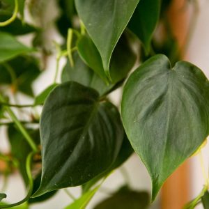Heart Leaf Philodendron On Moss Pole 30cm Pot