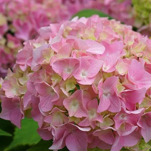light-pink.webp Hydrangea Light Pink 10lt