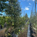 Pear Tree 125lt