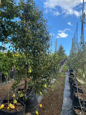 Pear Tree 125lt