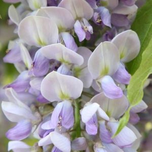 wisteria.jpg Wisteria Sinensis Caroline 20lt